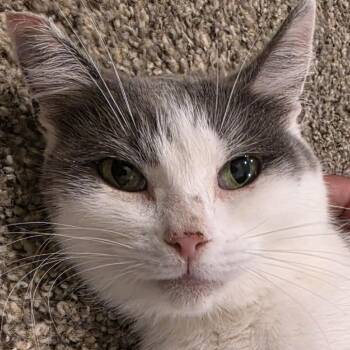 Chong -  Domestic Long Hair Cat for Adoption in Buffalo, Wyoming - Chong | PetCurious