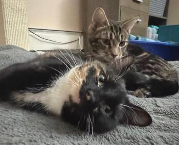Domestic Short Hair Cats Available for Adoption - Greta And Grant | PetCurious