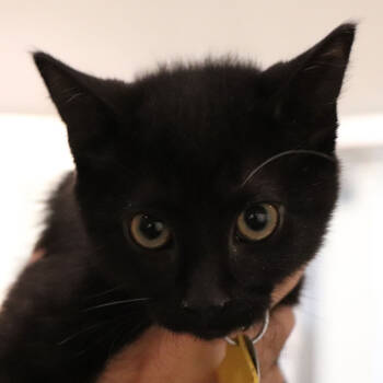 Rescue Domestic Short Hair Cats for Adoption in Port Washington, New York - Bumpy | PetCurious