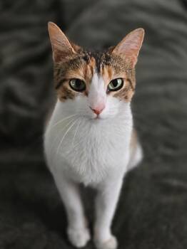 Empress Ibu of Tulamben -  Domestic Short Hair Cat for Adoption in Houston, Texas - Empress Ibu Of Tulamben | PetCurious