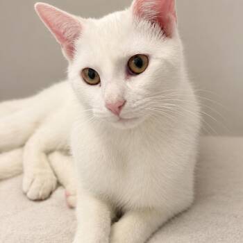 Teddie -  Domestic Short Hair Cat for Adoption in Buffalo, New York - Teddie | PetCurious