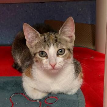 Sunny -  Domestic Short Hair Cat for Adoption in Wantagh, New York - Sunny | PetCurious