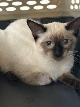 Rescue Siamese Cats for Adoption in Grand Junction, Colorado - Soy | PetCurious