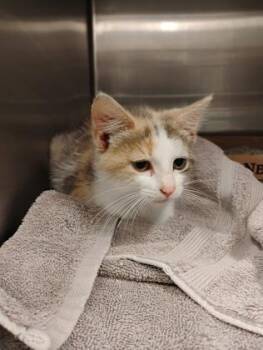 Poot -  Domestic Short Hair Cat for Adoption in Fallston, Maryland - Poot | PetCurious