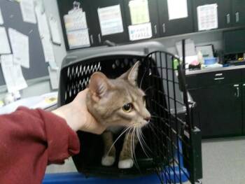 BELLAMY -  Domestic Short Hair Cat for Adoption in Kalamazoo, Michigan - BELLAMY | PetCurious