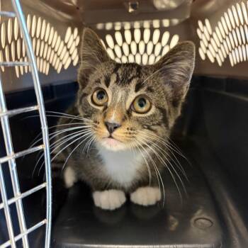 Timone -  Domestic Short Hair Cat for Adoption in Council Bluffs, Iowa - Timone | PetCurious