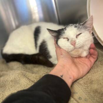 Domestic Short Hair Cats Available for Adoption in Walker, Michigan - Pearl Jam | PetCurious