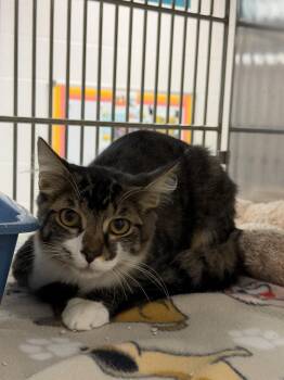 Daffy -  Domestic Short Hair Cat for Adoption in Allen, Texas - Daffy | PetCurious