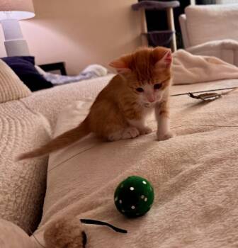 Rescue Domestic Short Hair and Tabby Cats for Adoption in Dallas, Texas - Colby | PetCurious