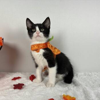 Felix -  Domestic Short Hair Cat for Adoption in Johnson City, Tennessee - Felix | PetCurious