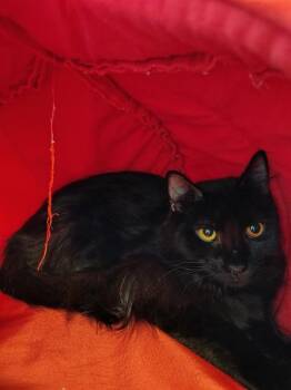 Domestic Long Hair Cats Available for Adoption in Leesburg, Virginia - FIRE | PetCurious