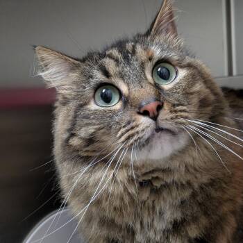 Fire Fly -  Domestic Short Hair Cat for Adoption in South Burlington, Vermont - Fire Fly | PetCurious