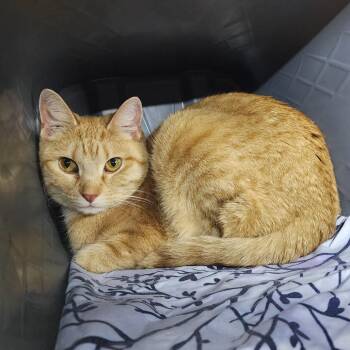 Domestic Short Hair Cats Available for Adoption in Manhattan, Kansas - Paprika | PetCurious