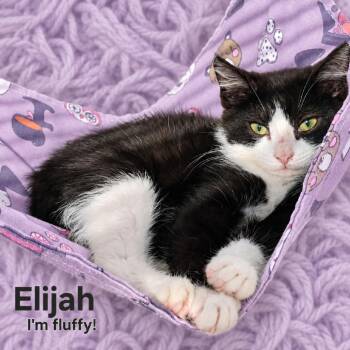 Elijah -  Domestic Medium Hair Cat for Adoption in Quincy, Ohio - Elijah | PetCurious
