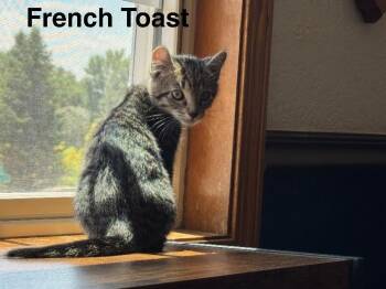 French Toast -  Domestic Short Hair Cat for Adoption in Fort Collins, Colorado - French Toast | PetCurious