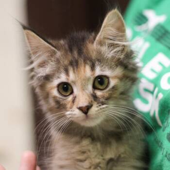 Ivy -  Domestic Medium Hair Cat for Adoption in Versailles, Kentucky - Ivy | PetCurious