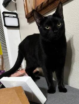 Alphonse -  Domestic Short Hair Cat Available for Adoption in Mission Viejo, California - Alphonse | PetCurious