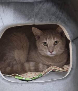 Domestic Short Hair Cats Available for Adoption in Olean, New York - Spider | PetCurious