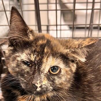 108809 -  Domestic Short Hair Cat for Adoption in Las Cruces, New Mexico - 108809 | PetCurious