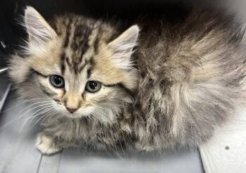 Shell -  Domestic Long Hair Cat for Adoption in Saint Clairsville, Ohio - Shell | PetCurious