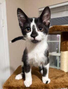 Jack Torrance -  Domestic Short Hair Cat for Adoption in Ferndale, Michigan - Jack Torrance | PetCurious