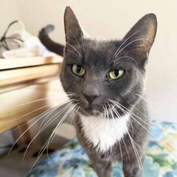 Chive -  Domestic Short Hair Cat for Adoption in Atlanta, Georgia - Chive | PetCurious