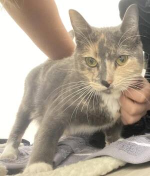 Domestic Short Hair Cats Available for Adoption - Giuseppia | PetCurious
