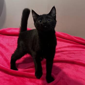 Story -  Domestic Short Hair Cat for Adoption in Hattiesburg, Mississippi - Story | PetCurious
