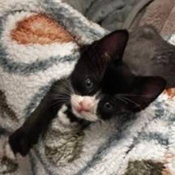 Domestic Short Hair Cats Available for Adoption in Conroe, Texas - Lolli | PetCurious