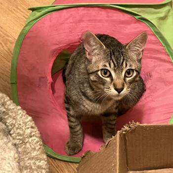 Domestic Short Hair Cats Available for Adoption - Sonny | PetCurious