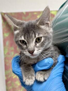 PICKLES -  Domestic Short Hair Cat for Adoption in San Antonio, Texas - PICKLES | PetCurious