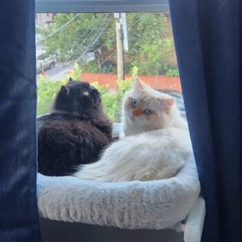 Raven & Luka -  Persian Cat for Adoption in North Bergen, New Jersey - Raven & Luka | PetCurious