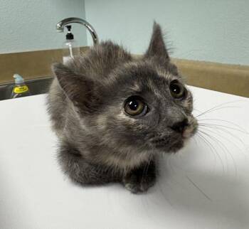 Domestic Short Hair Cats Available for Adoption - Cheeseball | PetCurious