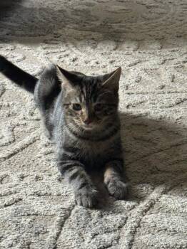 Sunny -  Domestic Short Hair and Tabby Cat for Adoption in West Mifflin, Pennsylvania - Sunny | PetCurious
