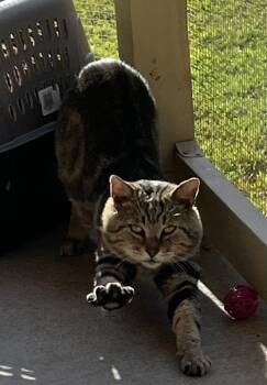 Rescue Domestic Short Hair Cats for Adoption in Holly Springs, Georgia - Mr. Cheeks | PetCurious