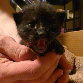 Tater Tot -  Domestic Short Hair Cat for Adoption in Columbia, Missouri - Tater Tot | PetCurious