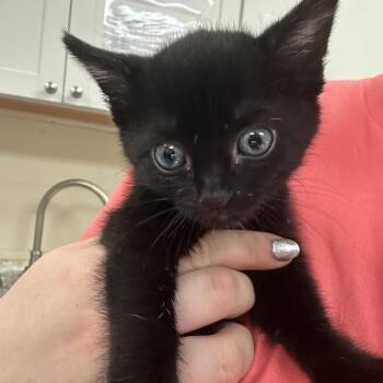 Giavanie 28547 -  Domestic Short Hair Cat for Adoption in Middleburg, Florida - Giavanie 28547 | PetCurious