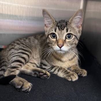 Sir Macaroni 29751 -  Domestic Short Hair Cat for Adoption in Middleburg, Florida - Sir Macaroni 29751 | PetCurious