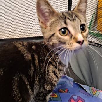Domestic Short Hair Cats Available for Adoption in Rock Falls, Illinois - Bubbles | PetCurious