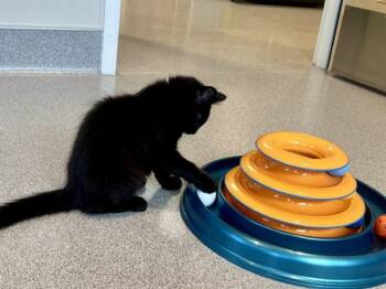 Guava -  Domestic Long Hair Cat for Adoption in Portland, Oregon - Guava | PetCurious
