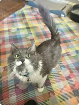 Domestic Long Hair Cats Available for Adoption in Springfield, Pennsylvania - Prin | PetCurious