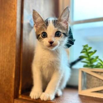 Timber Lumberton -  Tabby and Domestic Short Hair Cat for Adoption in Friendswood, Texas - Timber Lumberton | PetCurious