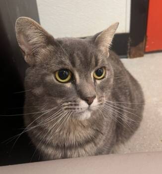 Rescue Domestic Short Hair Cats for Adoption in West Chester, Pennsylvania - Tiger | PetCurious