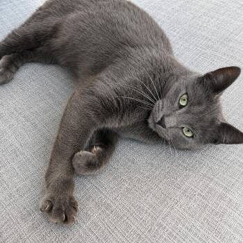 Lucky Star -  Domestic Short Hair Cat for Adoption in Homer Glen, Illinois - Lucky Star | PetCurious