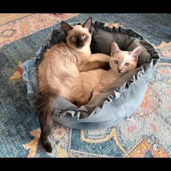 Luigi -  Siamese Cat for Adoption in Ashland, Oregon - Luigi | PetCurious