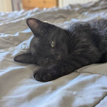 Rescue Domestic Short Hair Cats for Adoption in Tallahassee, Florida - Gable Dyal-RS | PetCurious