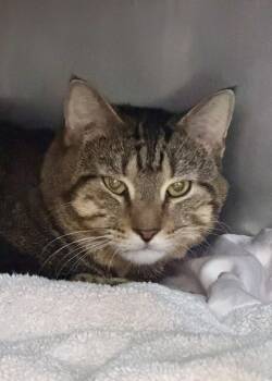 Rescue Domestic Short Hair Cats for Adoption in Morristown, New Jersey - Bowling Ball | PetCurious