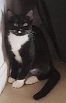 Mr. Hans - Cat Room -  Tuxedo Cat for Adoption in Oakland Park, Florida - Mr. Hans - Cat Room | PetCurious