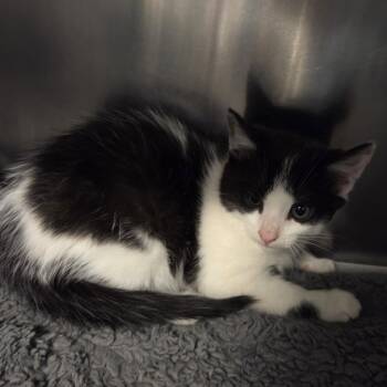 Rescue Domestic Short Hair Cats for Adoption in Oak Brook, Illinois - Seafoam | PetCurious