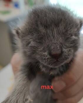 Max -  Domestic Short Hair Cat for Adoption in Lafayette, Indiana - Max | PetCurious